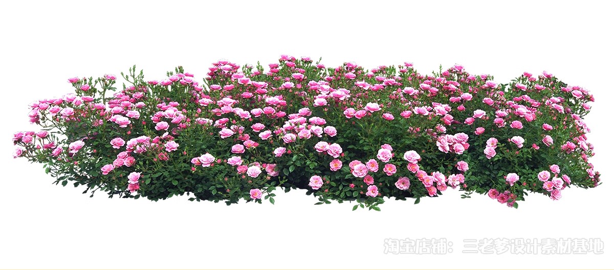 图片[43]-藤蔓爬藤植物爬墙攀援垂钓围墙月季花PS素材蔷薇廊架藤本免抠PSD-大怪兽分享