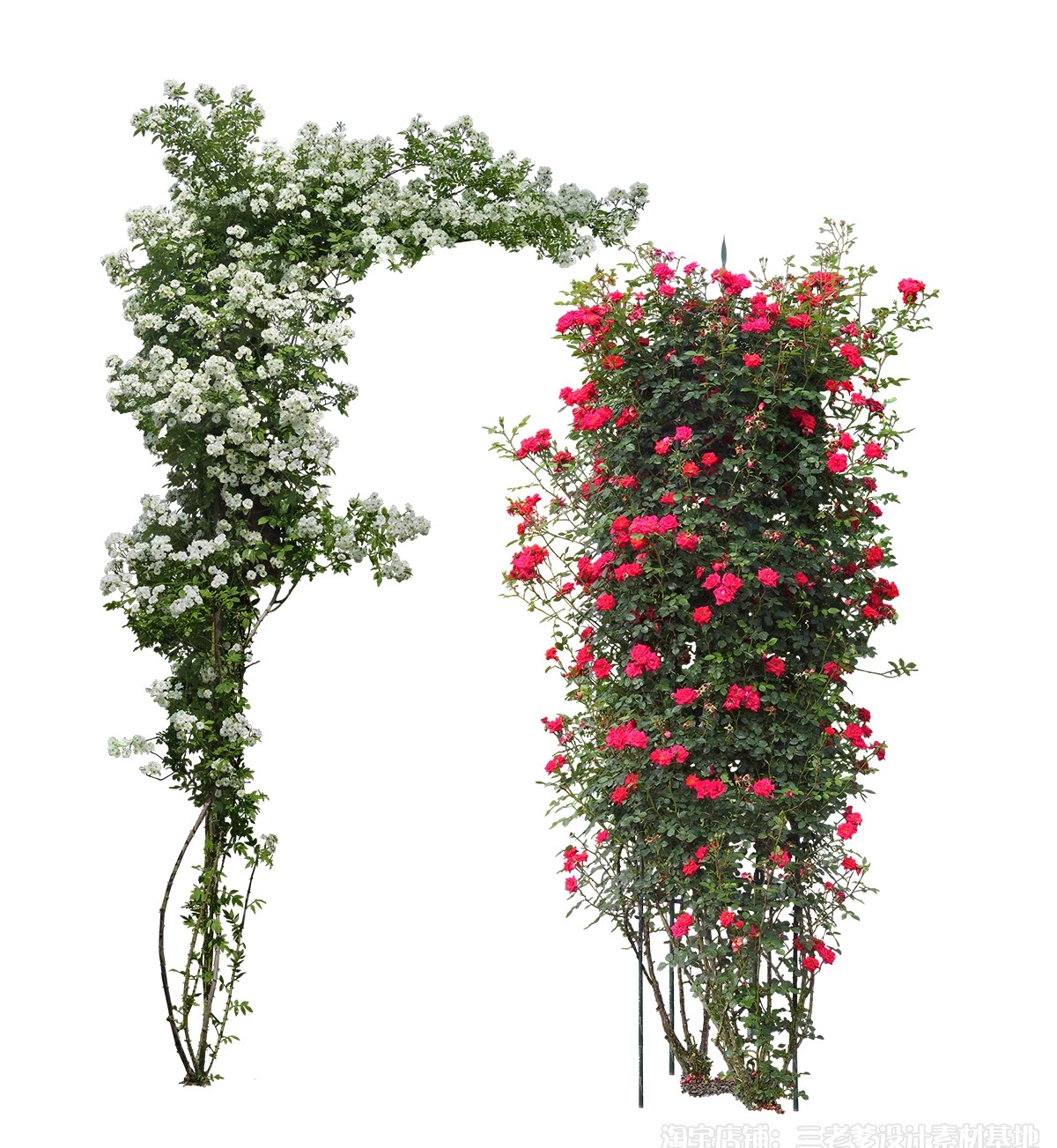 图片[45]-藤蔓爬藤植物爬墙攀援垂钓围墙月季花PS素材蔷薇廊架藤本免抠PSD-大怪兽分享