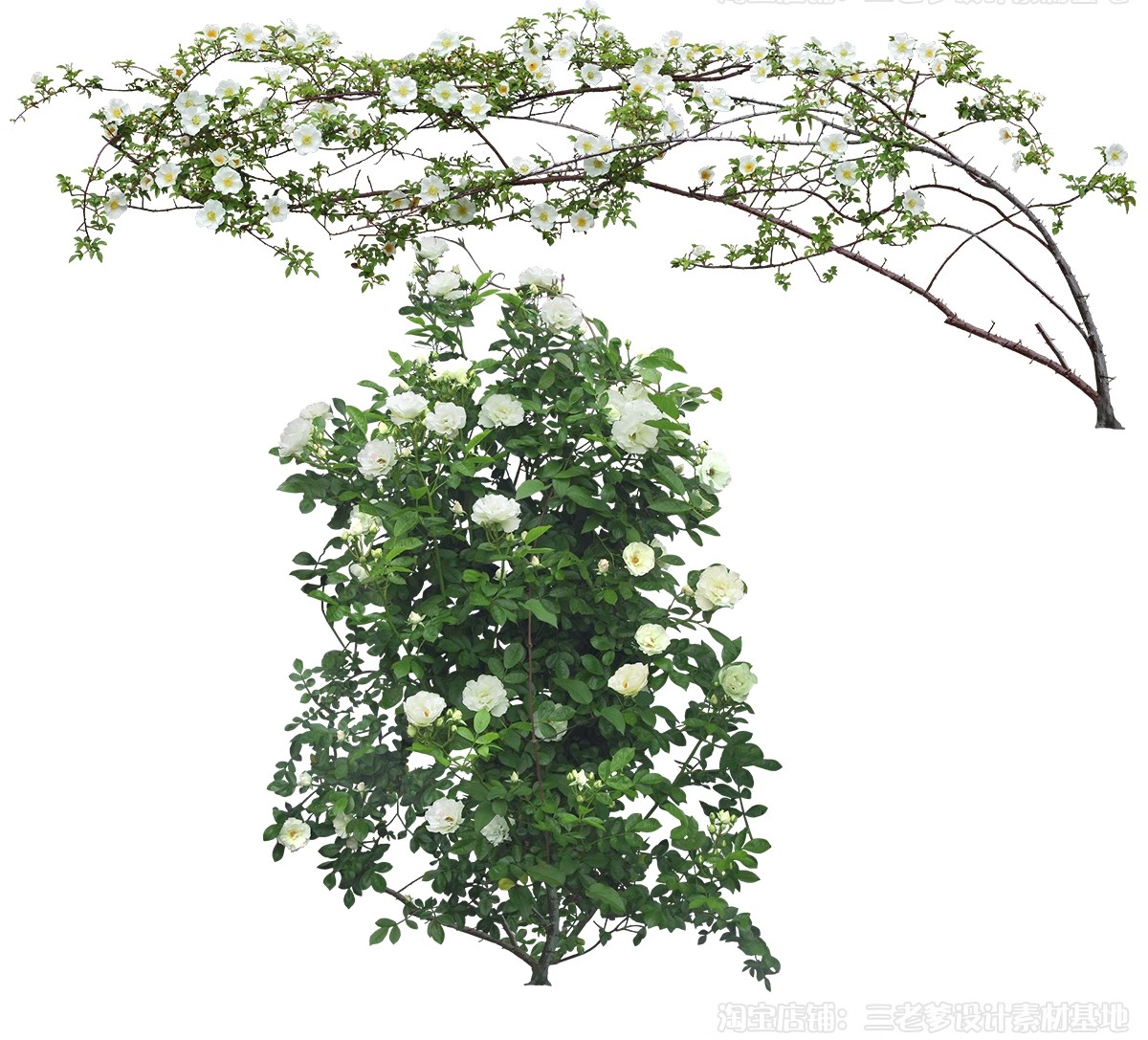 图片[46]-藤蔓爬藤植物爬墙攀援垂钓围墙月季花PS素材蔷薇廊架藤本免抠PSD-大怪兽分享