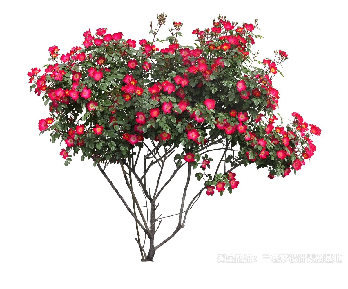 图片[47]-藤蔓爬藤植物爬墙攀援垂钓围墙月季花PS素材蔷薇廊架藤本免抠PSD-大怪兽分享