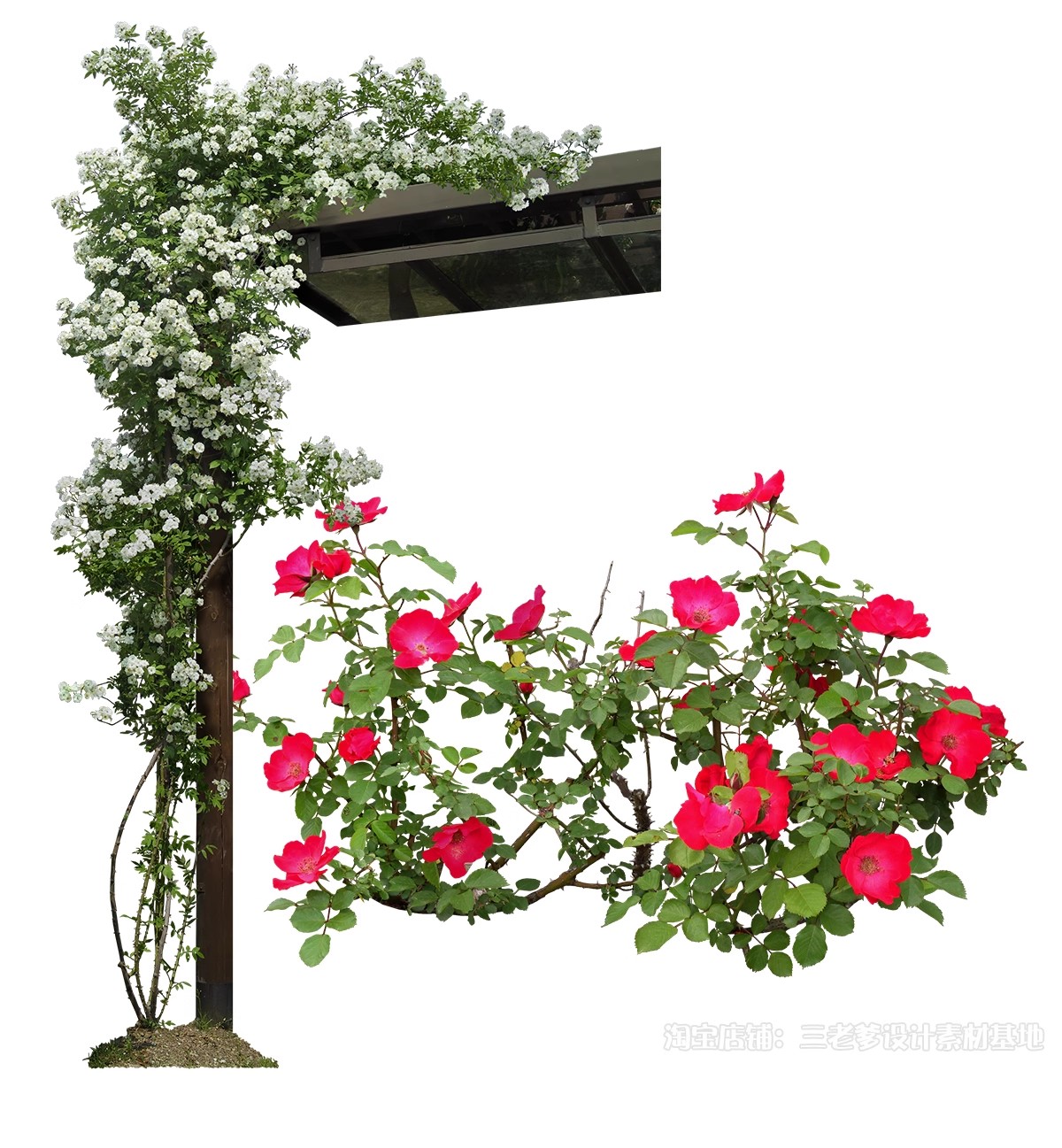 图片[49]-藤蔓爬藤植物爬墙攀援垂钓围墙月季花PS素材蔷薇廊架藤本免抠PSD-大怪兽分享