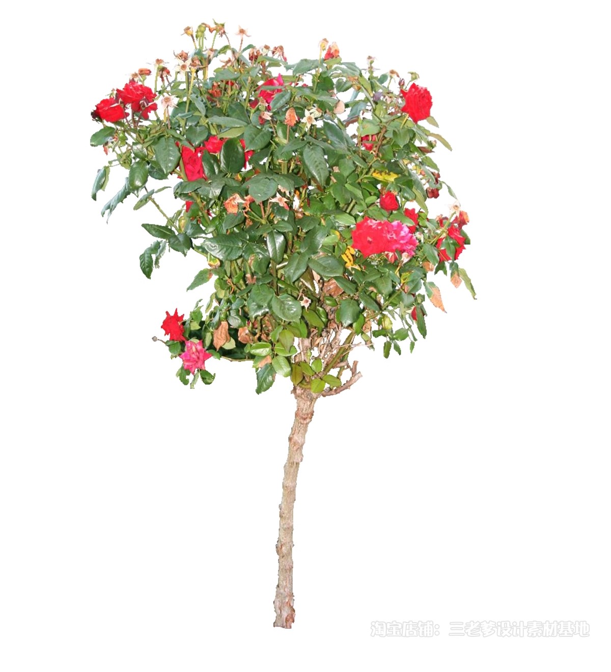 图片[52]-藤蔓爬藤植物爬墙攀援垂钓围墙月季花PS素材蔷薇廊架藤本免抠PSD-大怪兽分享