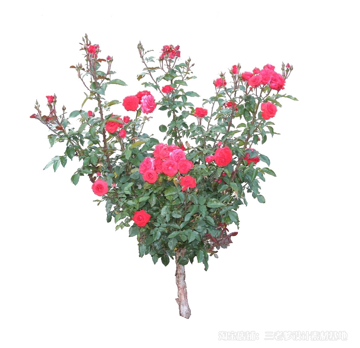 图片[53]-藤蔓爬藤植物爬墙攀援垂钓围墙月季花PS素材蔷薇廊架藤本免抠PSD-大怪兽分享