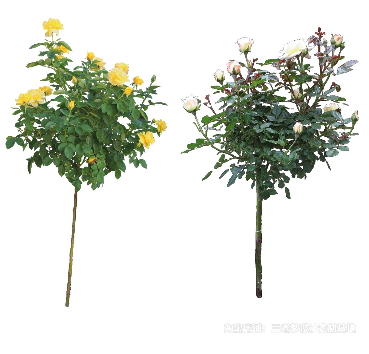 图片[54]-藤蔓爬藤植物爬墙攀援垂钓围墙月季花PS素材蔷薇廊架藤本免抠PSD-大怪兽分享