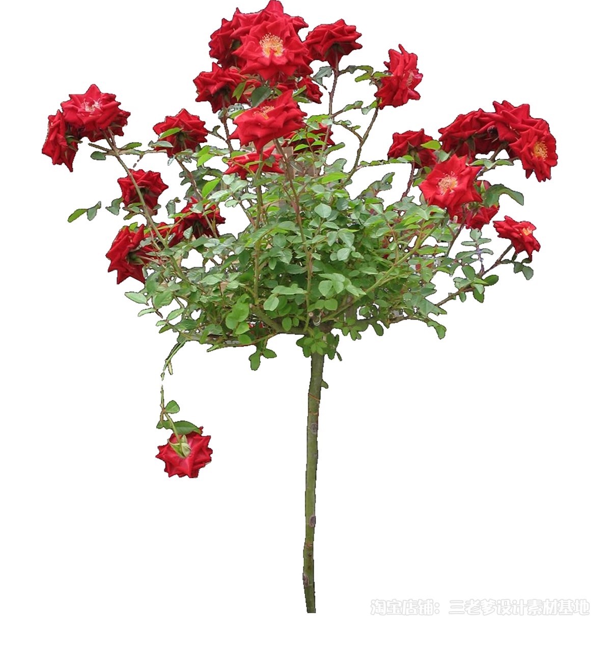 图片[55]-藤蔓爬藤植物爬墙攀援垂钓围墙月季花PS素材蔷薇廊架藤本免抠PSD-大怪兽分享