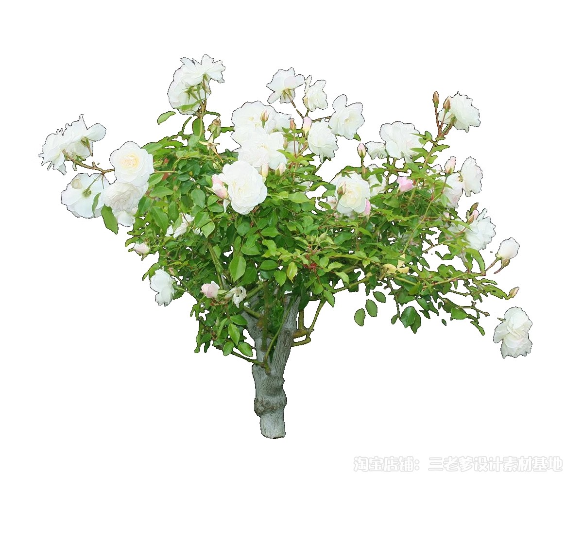 图片[56]-藤蔓爬藤植物爬墙攀援垂钓围墙月季花PS素材蔷薇廊架藤本免抠PSD-大怪兽分享