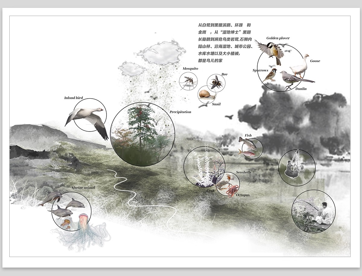生态景观ps分析图模块植物修复 滨水驳岸种植湿地PSD分层免抠素材-大怪兽分享