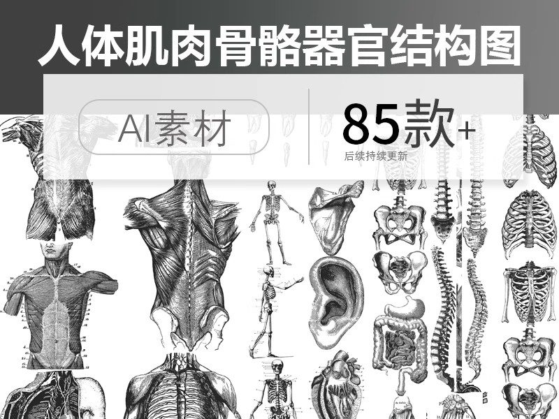 素描手绘人体各部位肌肉器官骨骼组织机构线稿插图AI矢量设计素材-大怪兽分享