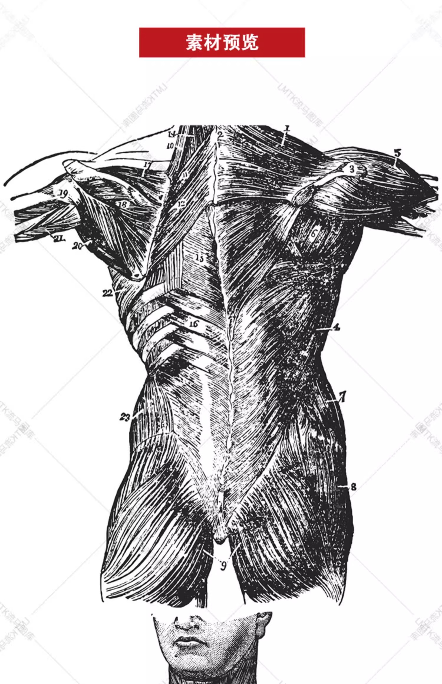 图片[3]-素描手绘人体各部位肌肉器官骨骼组织机构线稿插图AI矢量设计素材-大怪兽分享