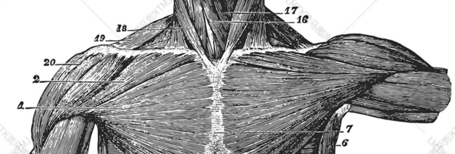 图片[4]-素描手绘人体各部位肌肉器官骨骼组织机构线稿插图AI矢量设计素材-大怪兽分享