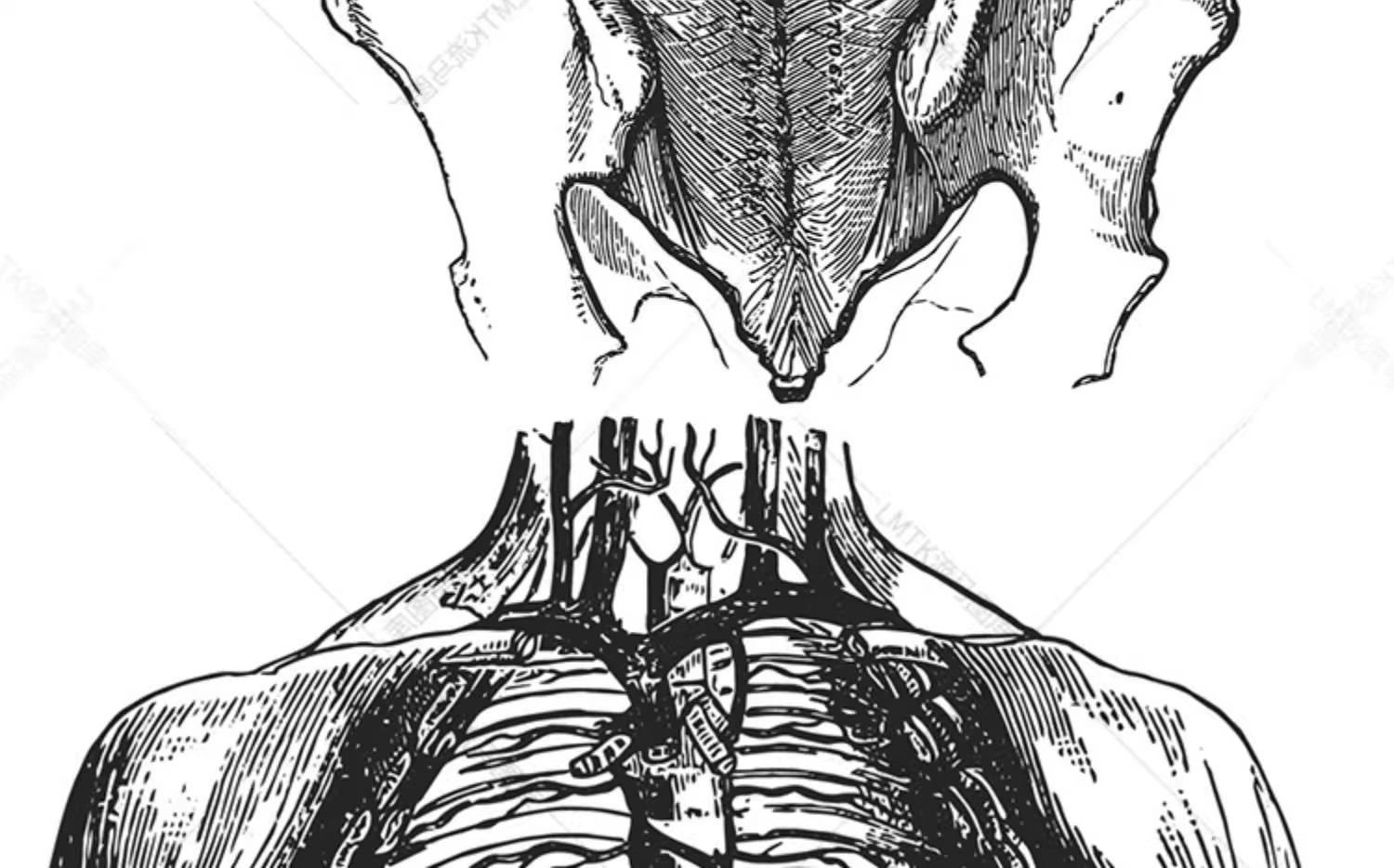 图片[8]-素描手绘人体各部位肌肉器官骨骼组织机构线稿插图AI矢量设计素材-大怪兽分享