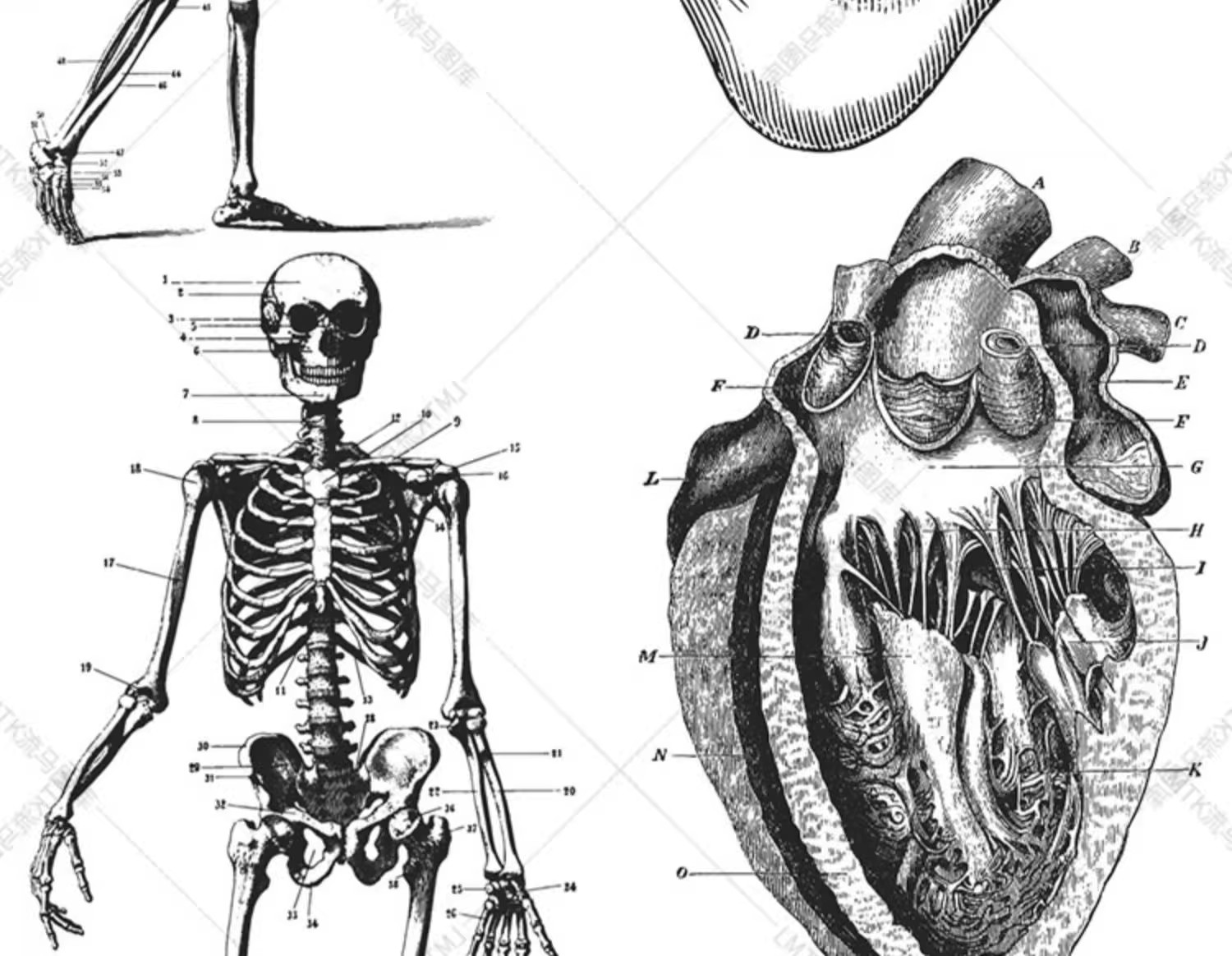 图片[12]-素描手绘人体各部位肌肉器官骨骼组织机构线稿插图AI矢量设计素材-大怪兽分享