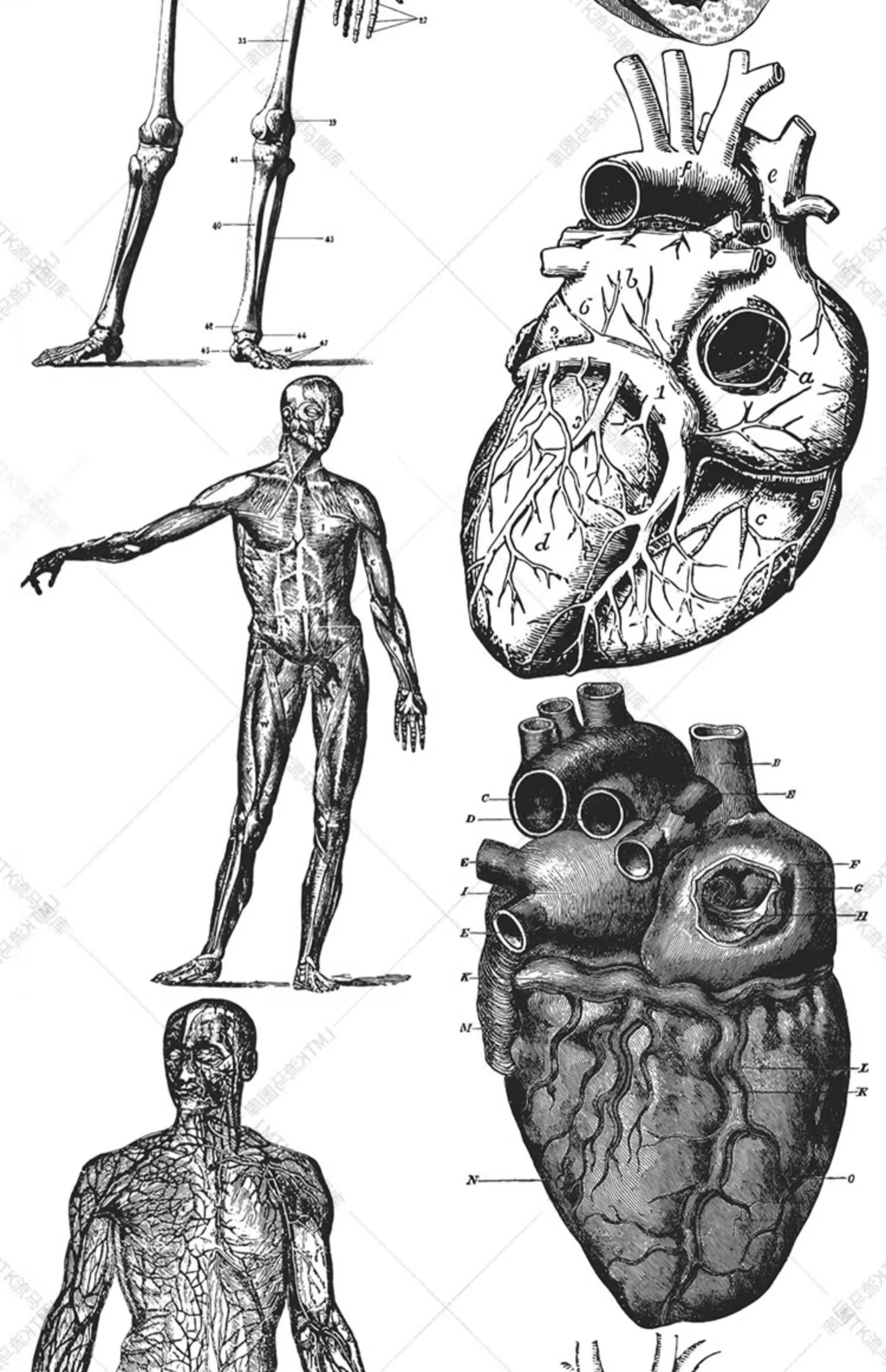图片[13]-素描手绘人体各部位肌肉器官骨骼组织机构线稿插图AI矢量设计素材-大怪兽分享
