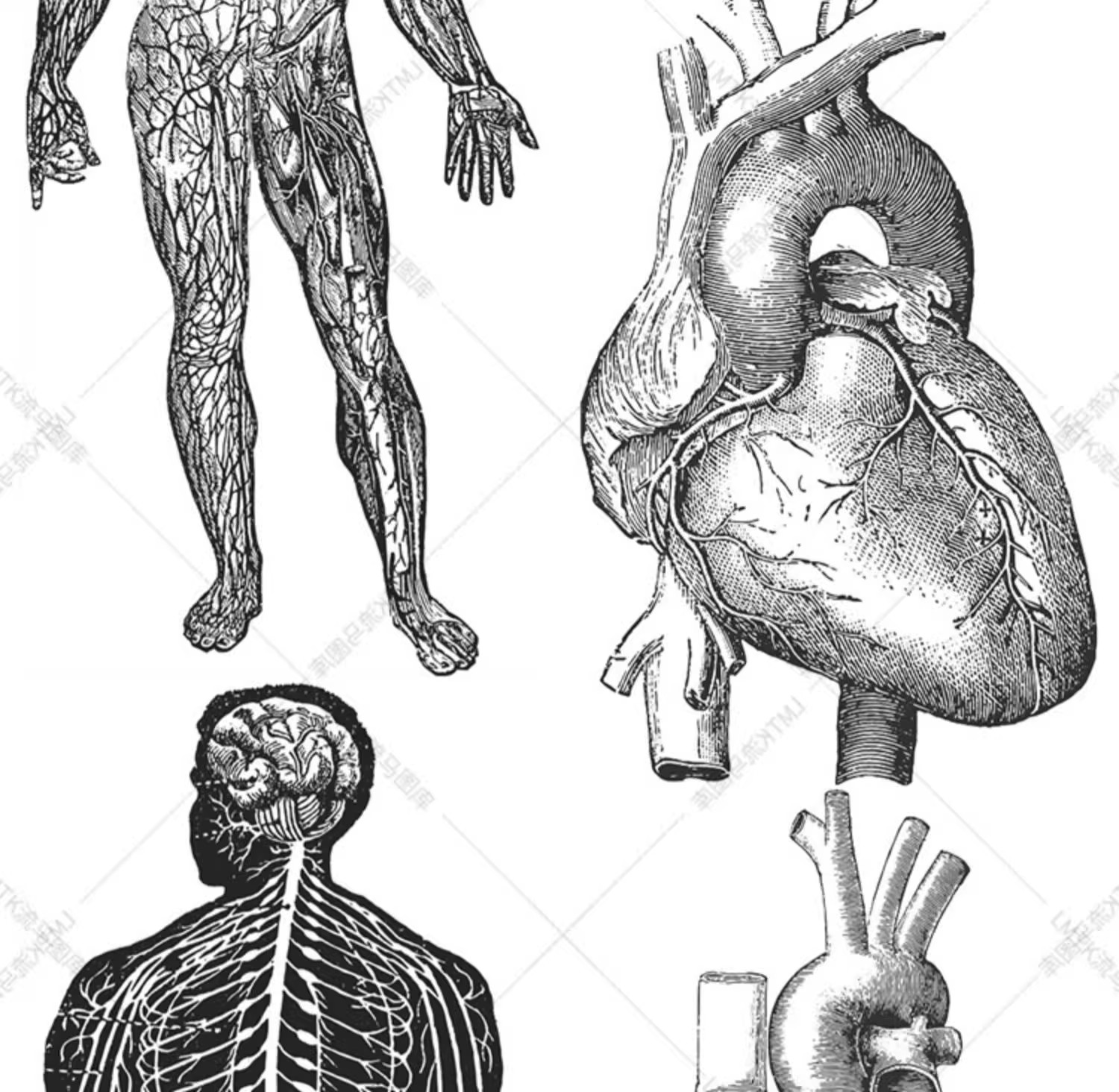 图片[14]-素描手绘人体各部位肌肉器官骨骼组织机构线稿插图AI矢量设计素材-大怪兽分享