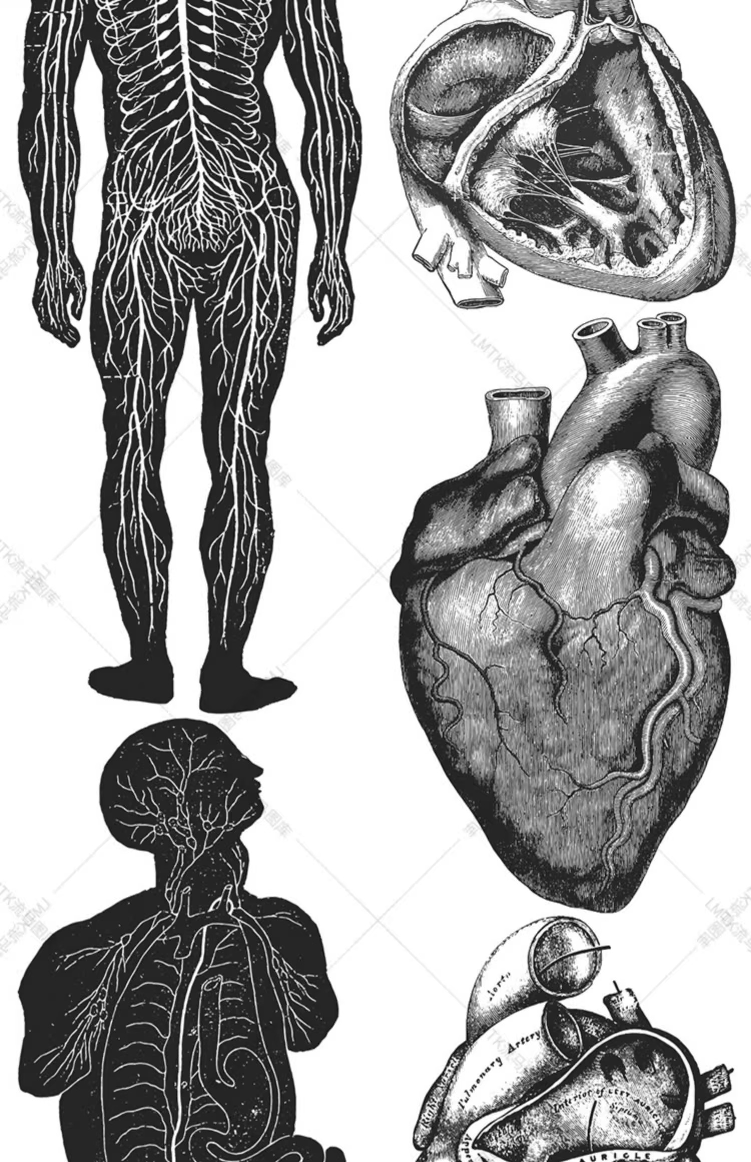 图片[15]-素描手绘人体各部位肌肉器官骨骼组织机构线稿插图AI矢量设计素材-大怪兽分享