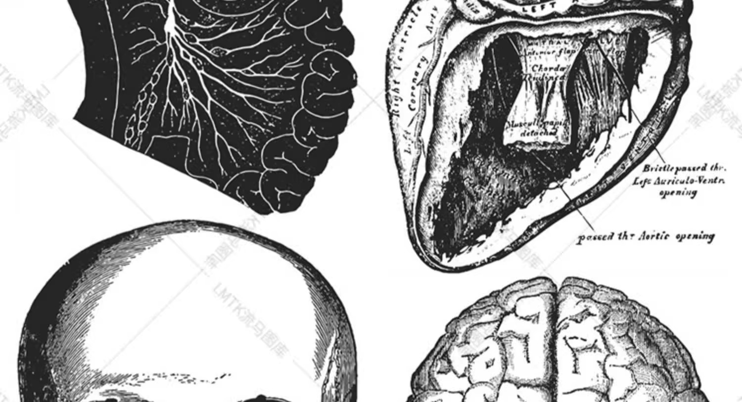 图片[16]-素描手绘人体各部位肌肉器官骨骼组织机构线稿插图AI矢量设计素材-大怪兽分享
