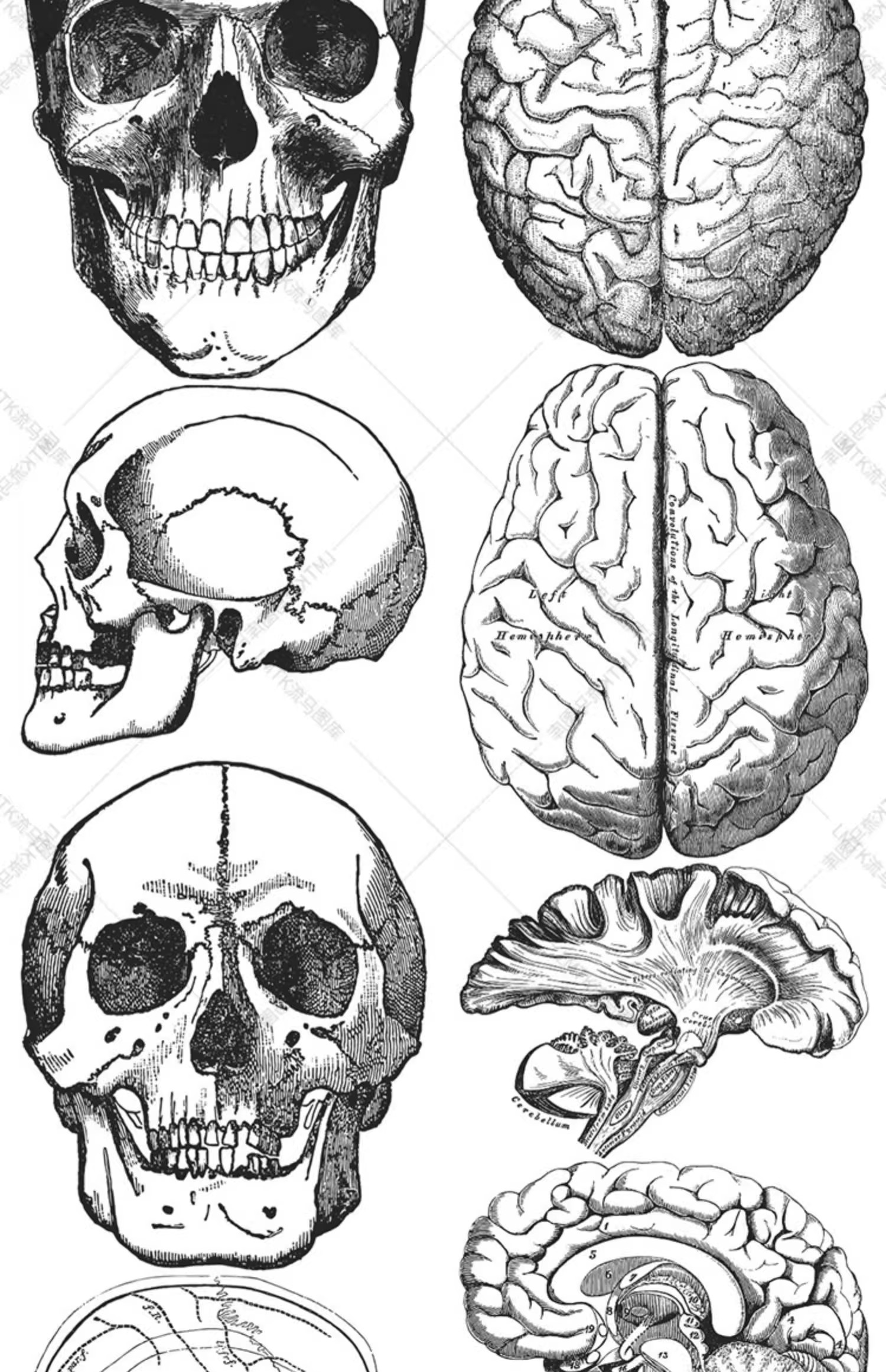 图片[17]-素描手绘人体各部位肌肉器官骨骼组织机构线稿插图AI矢量设计素材-大怪兽分享