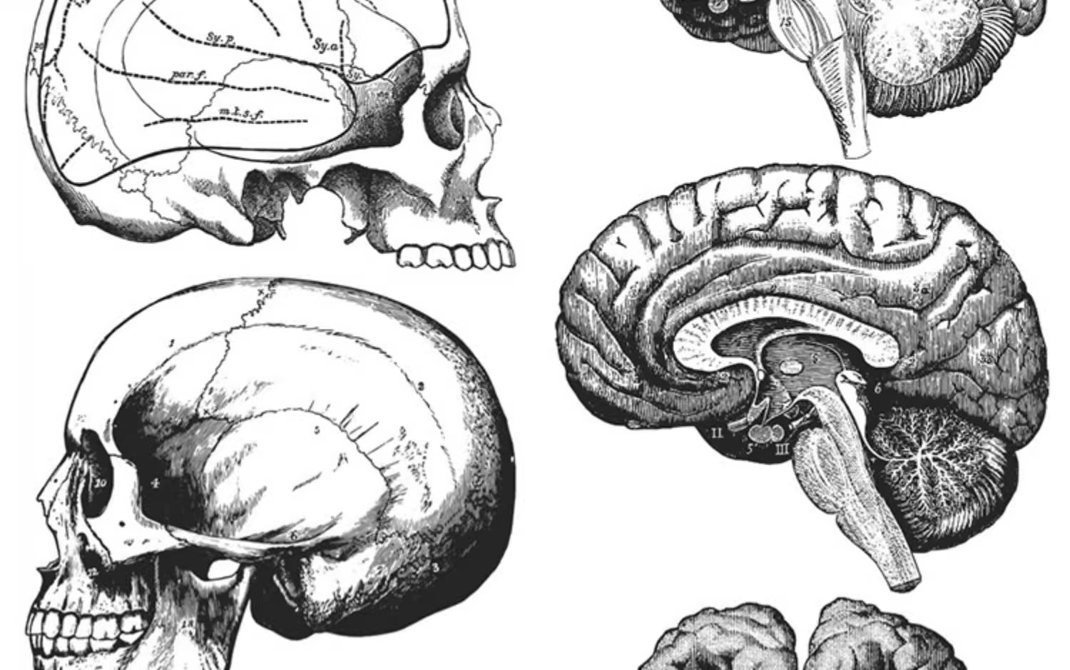 图片[18]-素描手绘人体各部位肌肉器官骨骼组织机构线稿插图AI矢量设计素材-大怪兽分享