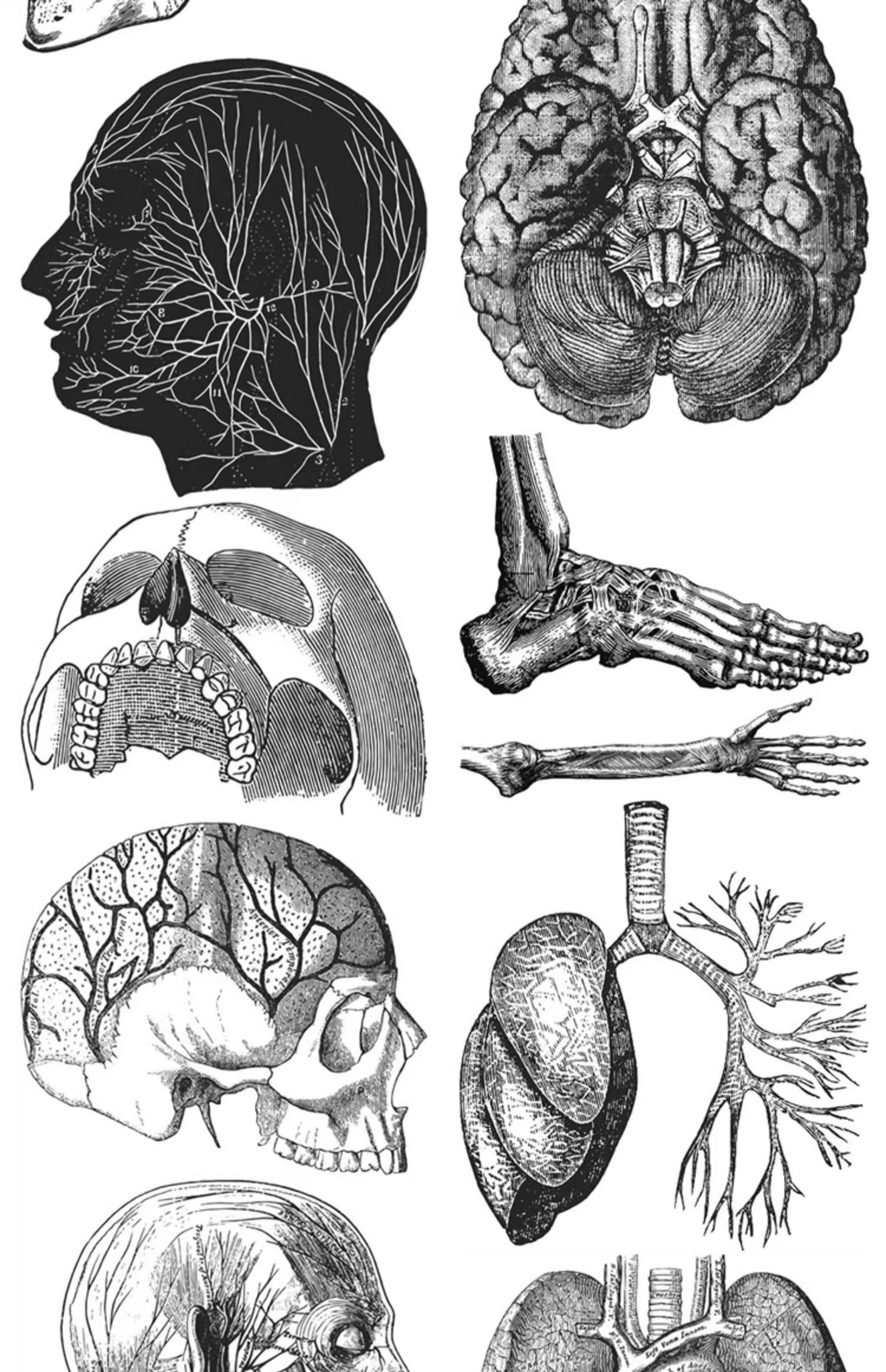 图片[19]-素描手绘人体各部位肌肉器官骨骼组织机构线稿插图AI矢量设计素材-大怪兽分享