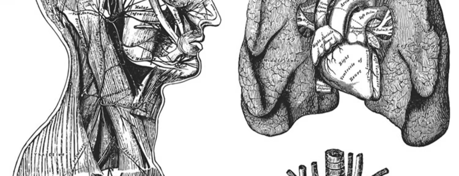 图片[20]-素描手绘人体各部位肌肉器官骨骼组织机构线稿插图AI矢量设计素材-大怪兽分享