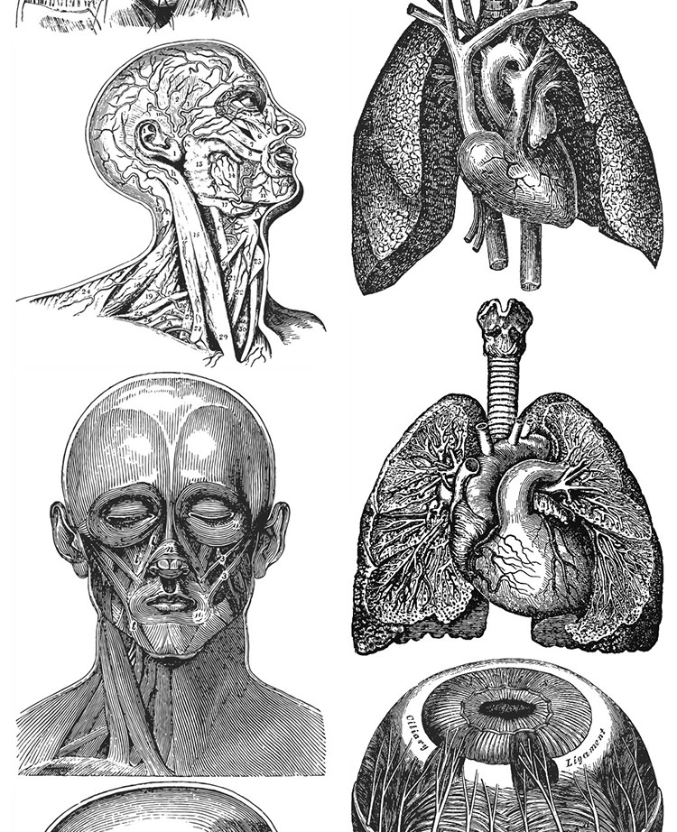 图片[21]-素描手绘人体各部位肌肉器官骨骼组织机构线稿插图AI矢量设计素材-大怪兽分享