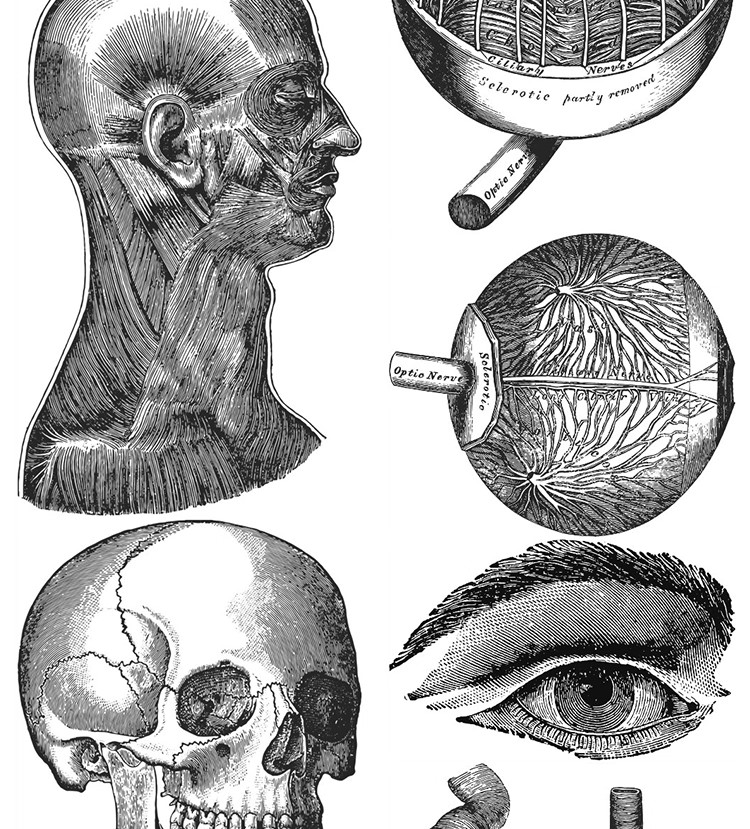 图片[22]-素描手绘人体各部位肌肉器官骨骼组织机构线稿插图AI矢量设计素材-大怪兽分享