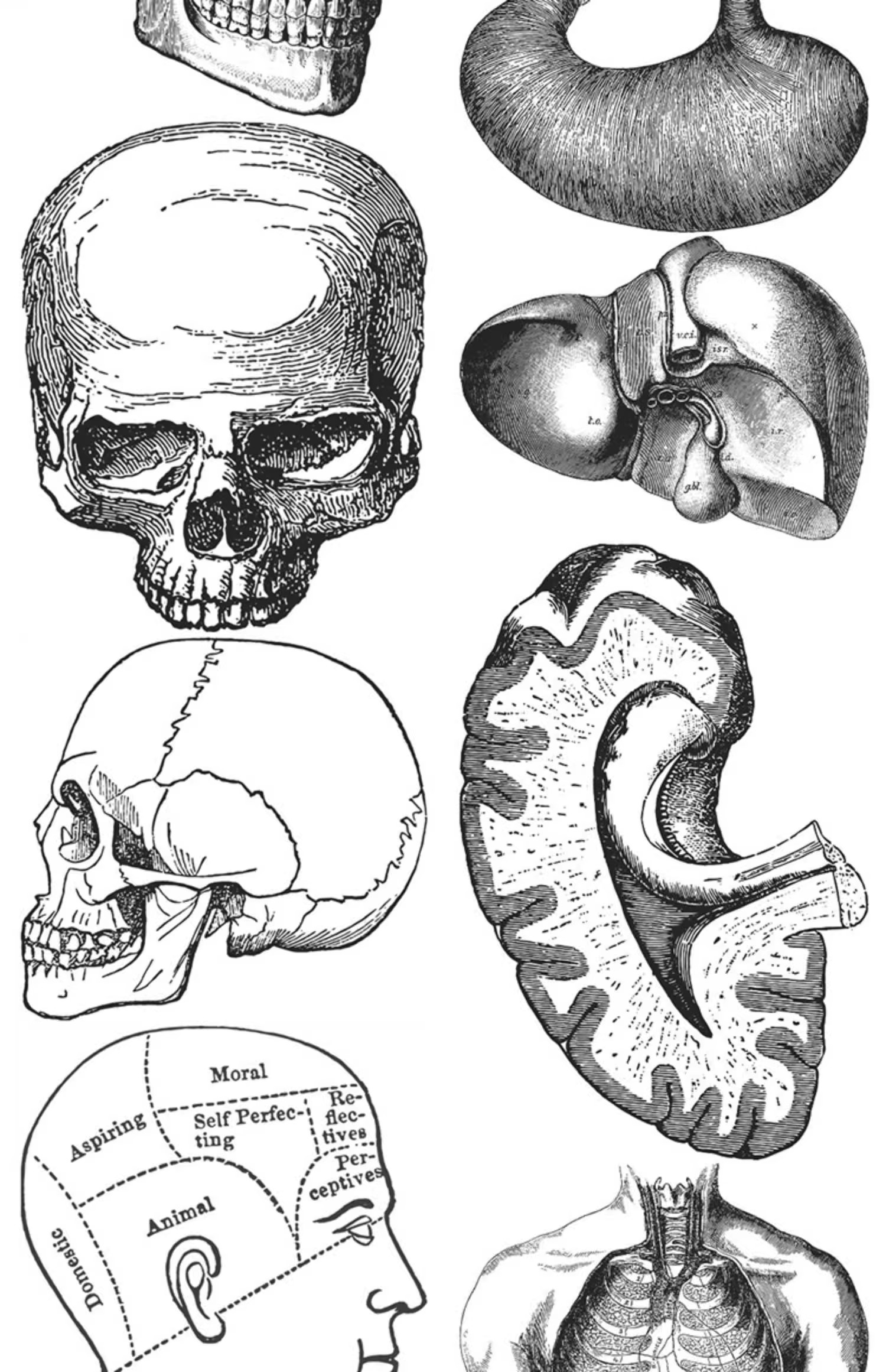 图片[23]-素描手绘人体各部位肌肉器官骨骼组织机构线稿插图AI矢量设计素材-大怪兽分享