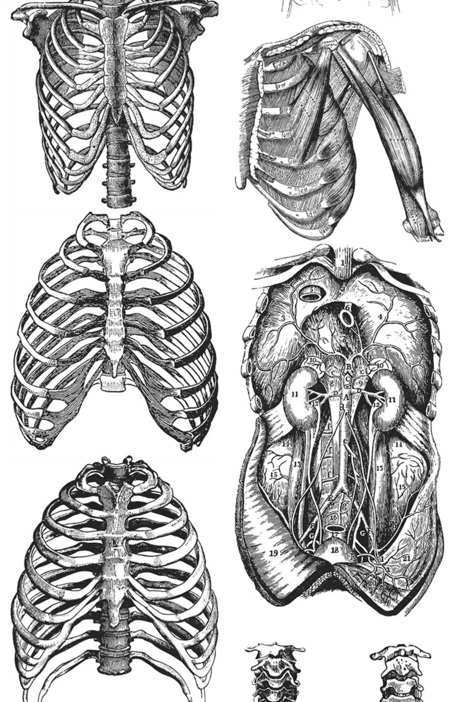 图片[25]-素描手绘人体各部位肌肉器官骨骼组织机构线稿插图AI矢量设计素材-大怪兽分享