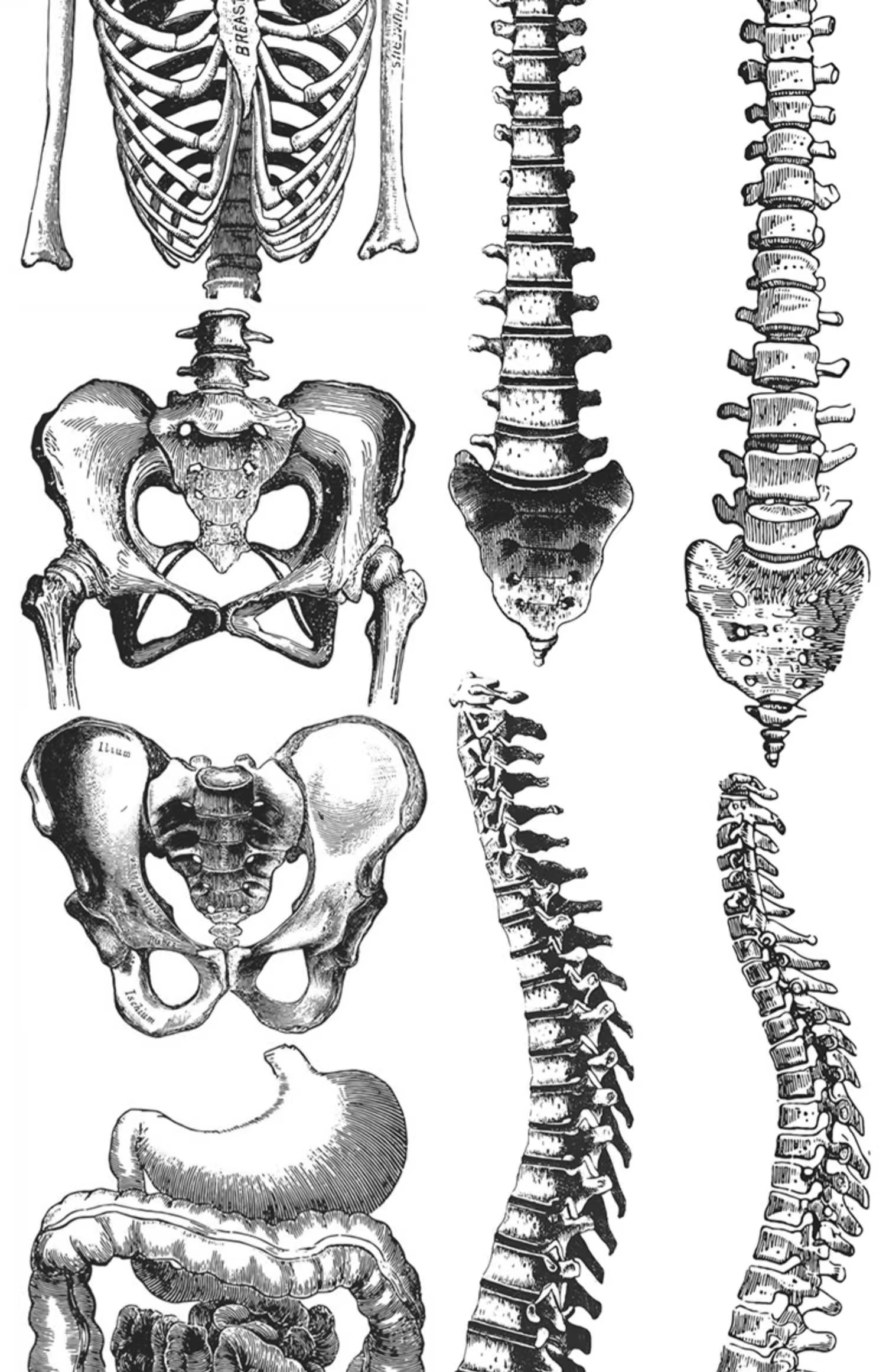 图片[27]-素描手绘人体各部位肌肉器官骨骼组织机构线稿插图AI矢量设计素材-大怪兽分享