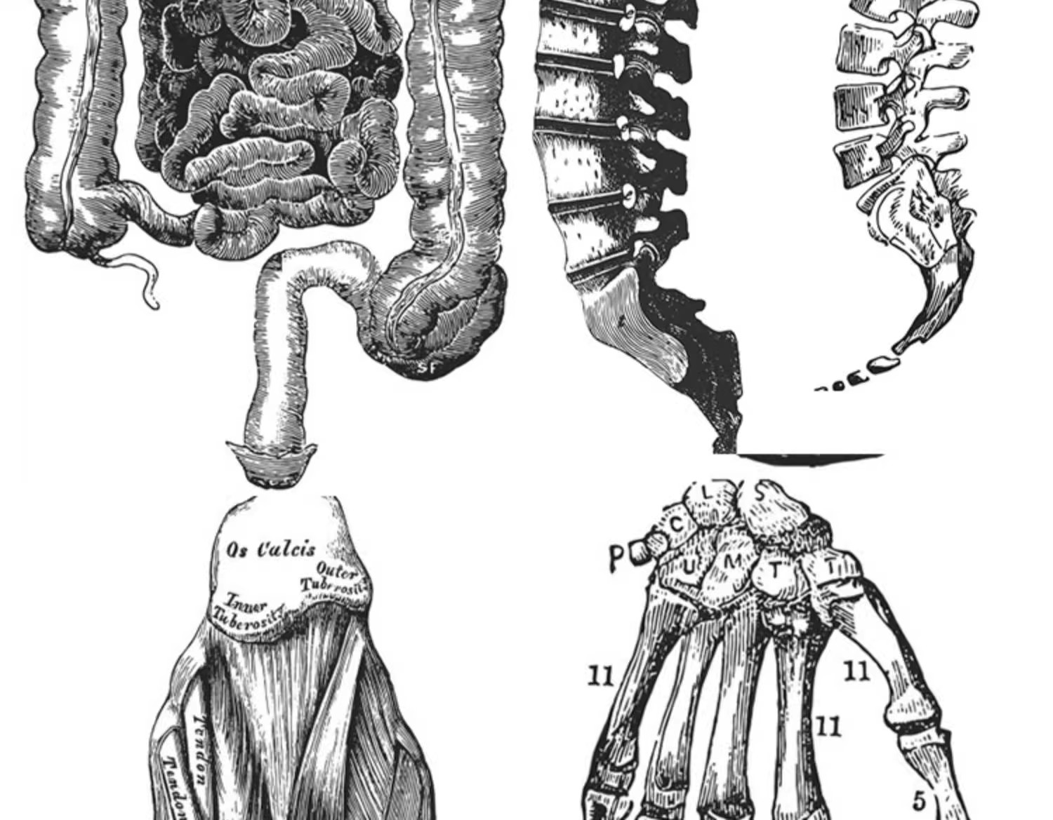 图片[28]-素描手绘人体各部位肌肉器官骨骼组织机构线稿插图AI矢量设计素材-大怪兽分享