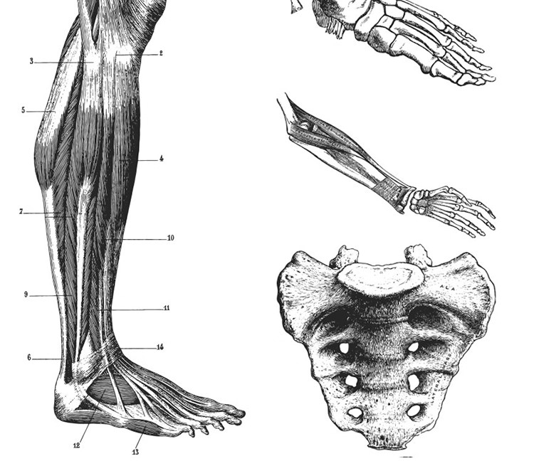 图片[31]-素描手绘人体各部位肌肉器官骨骼组织机构线稿插图AI矢量设计素材-大怪兽分享